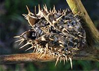dry thorn apple opening to reveal seeds